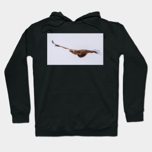 Martial Eagle Hoodie